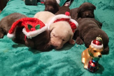 Labrador kölyök kutyusok November 22 -én születek! Alomban 11 db van ebből még 7 db gazdira vár szuka és hím.( zsemle és fekete) Szülők anya zsemle fiatal apa fekete. Második alom kutyus november 19-én születek. Jelenleg még 3 db hím csoki és egy zsemle hím várja szerető gazdiját. Szülők fekete szuka és nyugodt a hím csoki barna! 

Jó idegrendszerű kutyusok.  Január 13-án töltik 8-hetes korukat. Felírt azonosítóval rendelkeznek AB337864! Kiskönybe -3x féreghajtozás, oltás, és chip szerepel majd! Minőségi tápon fognak nevelkedni. Gyerekbarát kutyusok. Helyszínen megtekinthető. Törzskönyv nélküliek. Telefonon tudok bővebb információt adni!