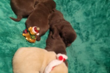 Labrador kölyök kutyusok November 22 -én születek! Alomban 11 db van ebből még 7 db gazdira vár szuka és hím.( zsemle és fekete) Szülők anya zsemle fiatal apa fekete. Második alom kutyus november 19-én születek. Jelenleg még 3 db hím csoki és egy zsemle hím várja szerető gazdiját. Szülők fekete szuka és nyugodt a hím csoki barna! 

Jó idegrendszerű kutyusok.  Január 13-án töltik 8-hetes korukat. Felírt azonosítóval rendelkeznek AB337864! Kiskönybe -3x féreghajtozás, oltás, és chip szerepel majd! Minőségi tápon fognak nevelkedni. Gyerekbarát kutyusok. Helyszínen megtekinthető. Törzskönyv nélküliek. Telefonon tudok bővebb információt adni!