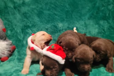 Labrador kölyök kutyusok November 22 -én születek! Alomban 11 db van ebből még 7 db gazdira vár szuka és hím.( zsemle és fekete) Szülők anya zsemle fiatal apa fekete. Második alom kutyus november 19-én születek. Jelenleg még 3 db hím csoki és egy zsemle hím várja szerető gazdiját. Szülők fekete szuka és nyugodt a hím csoki barna! 

Jó idegrendszerű kutyusok.  Január 13-án töltik 8-hetes korukat. Felírt azonosítóval rendelkeznek AB337864! Kiskönybe -3x féreghajtozás, oltás, és chip szerepel majd! Minőségi tápon fognak nevelkedni. Gyerekbarát kutyusok. Helyszínen megtekinthető. Törzskönyv nélküliek. Telefonon tudok bővebb információt adni!