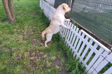 Labrador kölyök előjegyegyzés! November közepén születendő kiskutyákra előjegyezhető! Szülők anya zsemle színű fiatal 3 éves jó természetű, nyugodt, szép felépitesű ,semmi betegség nem áll fent nála ! Állatorvossal felügyelt kutyák! Apa csoki barna jó 

csontozatu erős felépitesű szép fiatal hím apa. Felírt azonosítóval rendelkeznek! Kettő alom várható Novemberben! Másik anya kutyus fekete 4 éves,játékos, jó természetü! Hím a születendő kicsik apukája fekete színű, nagyon nyugodt ,jó felépitesű, jó egészséggel rendelkező kutyus! Minőségi tápon fognak nevelkedni a kicsik olyan 4-5 hetes koruktól! Kötelező féreghajtozást,oltást, chippet a kiskönyben minden szerepelni fog! 
.Kérem komoly szándékkal keresenek! Mindenkinek bármiben ha van kérdése szívesen megbeszéljük! Szülők is kiválsztásnál megtekinthetök majd! Kicsik 2025.01.10-15 ig kb ahogy betölteni fogják a 8-hetes korukat! 