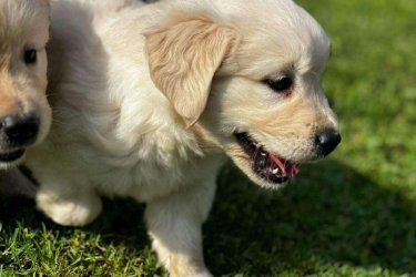 Golden Retriever kölykök,
a kicsik Családi környezetben, gyerekekhez szoktatva minőségi tápon nevelkednek. A szülők saját kutyusaink, törzskönyvesek. Egészséges vérvonalú, stabil idegrendszerű, nyugodt kutyusok.
 Akár Családok számára is szívből ajánlom Őket.
 A kezdő Gazdikat szívesen segítjük profivá válni!  :) 

További kérdéssel keressen bizalommal: 06306423989