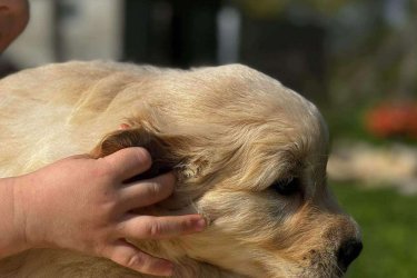 Golden Retriever kölykök,
a kicsik Családi környezetben, gyerekekhez szoktatva minőségi tápon nevelkednek. A szülők saját kutyusaink, törzskönyvesek. Egészséges vérvonalú, stabil idegrendszerű, nyugodt kutyusok.
 Akár Családok számára is szívből ajánlom Őket.
 A kezdő Gazdikat szívesen segítjük profivá válni!  :) 

További kérdéssel keressen bizalommal: 06306423989