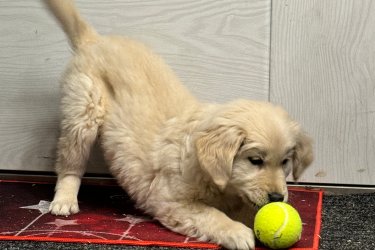 Golden Retriever kölykök