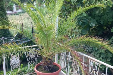 Főnix datolya PÁlma eladó
Eladó 2 db Phoenix Canariensis, egészséges, életerős datolya pálma.
A teljes magassága edénnyel 210 cm. Levél fesztáv 230cm. Hidegtűrése: -8-9 fok
18 - 20 levelű pálma, helyszűke miatt eladó. Érden helyszíni személyes átvétellel. a szállításban sajnos nem tudok segíteni.
55.000 Ft/db áron eladó.
