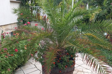 Főnix datolya PÁlma eladó
Eladó 2 db Phoenix Canariensis, egészséges, életerős datolya pálma.
A teljes magassága edénnyel 210 cm. Levél fesztáv 230cm. Hidegtűrése: -8-9 fok
18 - 20 levelű pálma, helyszűke miatt eladó. Érden helyszíni személyes átvétellel. a szállításban sajnos nem tudok segíteni.
55.000 Ft/db áron eladó.
