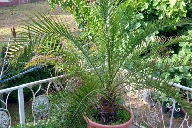 Főnix datolya PÁlma eladó
Eladó 2 db Phoenix Canariensis, egészséges, életerős datolya pálma.
A teljes magassága edénnyel 210 cm. Levél fesztáv 230cm. Hidegtűrése: -8-9 fok
18 - 20 levelű pálma, helyszűke miatt eladó. Érden helyszíni személyes átvétellel. a szállításban sajnos nem tudok segíteni.
55.000 Ft/db áron eladó.
