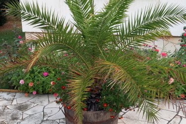 Főnix datolya PÁlma eladó
Eladó 2 db Phoenix Canariensis, egészséges, életerős datolya pálma.
A teljes magassága edénnyel 210 cm. Levél fesztáv 230cm. Hidegtűrése: -8-9 fok
18 - 20 levelű pálma, helyszűke miatt eladó. Érden helyszíni személyes átvétellel. a szállításban sajnos nem tudok segíteni.
55.000 Ft/db áron eladó.
