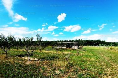 Eladó Sződ határában, 150000 m2-es mezőgazdasági terület.  