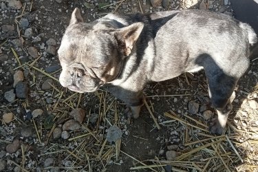 Francia bulldog 2 éves merle színű kan kutyámmal fedeztetést vállalok Debrecenben. Fajtatiszta egészséges de nem törzskönyvezett. Oltásai, féregtelenítései rendben. Chippel ellátott. Már fedezett voltak utódjai legutóbb 6. Fedezési ár:70000-. Érd.:06306810439