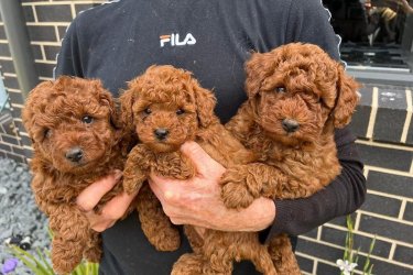 Sweet Poodle kölykök kaphatók..
Otthon vannak és edzettek. Ezek a kölykök állatorvosok
ellenőrizték, és megkapták az összes oltásukat. Minden kiskutya lesz
csatlakozik új otthonához az összes egészségügyi és regisztrációs papírjával.
WHATSAPP +48 732 231 905
VIBER +48 459 053 579