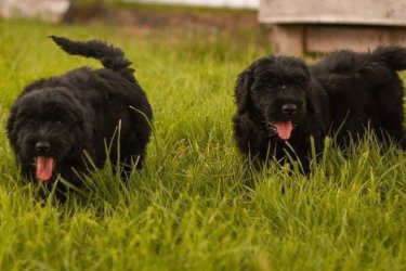 Orosz fekete terrier kiskutyák már más udvaron szeretnének labdázni. Szuka és kan kiskutya is elérhető. Genetikai betegségekre szűrt szülőktől származnak. Kötelező oltásokkal, chippel, parazitamentesen és származásukat igazoló dokumentummal kerülnek új családjukhoz. 2024.04.06-án születtek. 