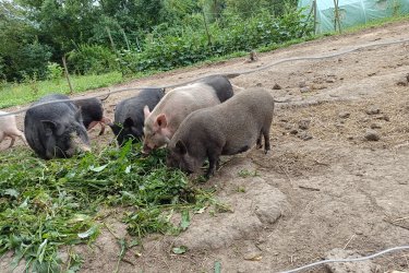 Családi gazdaság felszámolásából szabadon tartott süldők eladók 
Ivaros nőstény 3,  kan 2, ivartalanított kan 4 db
Vaddisznó - házi sertés - csüngőhasú keverék
Szülök 100 Kg-osak
Nem tápon neveltek