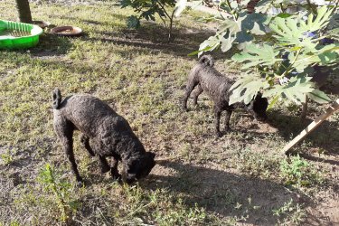 3 hónapos puli kislány és kisfiú, ( oltva, féregtelenítve oltási könyvvel) valamint a szülők, a 2 és féléves kan és szuka oltási könyvekkel, chippel,
a nagy meleg miatt frissen nyírva azonnal elvihetők!

