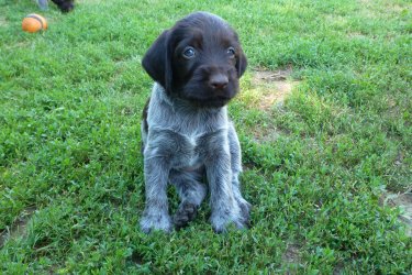 Tisztelt Vadásztársak!

Kennelünkben május 30-án született, törzskönyvezett Drótszőrű Német Vizsla kiskutyák eladók.

 Apa: Gero vom Jägerweiher.
 Anya: Szamosmenti-Vadász Bella.

 Mindkét szülő genetikailag tesztelt, ragadozóval szemben kíméletlen, ösztönerős jellembiztos vadászkutya, melyek a Német rendszerű munkavizsgákat, és egészségügyi szűréseket kimagasló eredménnyel teljesítették. A kiskutyák prémium törzskönyvvel, azonosító chippel, rendszeresen féregtelenítve, és a koruknak megfelelő védőoltásokkal fognak új tulajdonosukhoz kerülni.

 Minden információ a kutyákról itt látható: www.faragohunt.com

 Telefon:+36305267795
 YouTube: https://www.youtube.com/[kukac]faragojani
