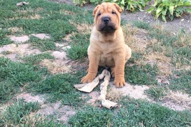 Shar pei kan kiskutya oltva, féregtelenítve eladó.