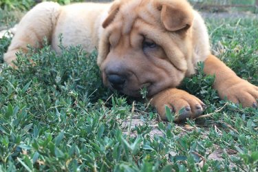 Shar pei kan kiskutya oltva, féregtelenítve eladó.