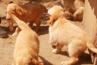 Lajosmizsén még van elérhető golden retriever kiskutya. 2oltással, rendszeres parazita mentesítéssel, chippel, számlával, adásvételi szerződéssel, oltási könyvvel kerülnek új családjukhoz, 9.hetesek, bármikor elvihetőek. Kutyáink nem törzskönyvesek, szülők a helyszínen megnézhetőek.
