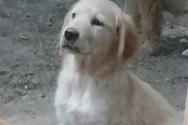 Lajosmizsén még van elérhető golden retriever kiskutya. 2oltással, rendszeres parazita mentesítéssel, chippel, számlával, adásvételi szerződéssel, oltási könyvvel kerülnek új családjukhoz, 9.hetesek, bármikor elvihetőek. Kutyáink nem törzskönyvesek, szülők a helyszínen megnézhetőek.
