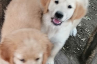 Lajosmizsén még van elérhető golden retriever kiskutya. 2oltással, rendszeres parazita mentesítéssel, chippel, számlával, adásvételi szerződéssel, oltási könyvvel kerülnek új családjukhoz, 9.hetesek, bármikor elvihetőek. Kutyáink nem törzskönyvesek, szülők a helyszínen megnézhetőek.
