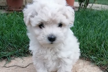 Bichon Havanese kislányok gazdit keresnek. A kiskutyák fajtatiszta Havanese szülők kölykei, első oltást megkapták, parazitamentesek, eü. kiskönyvvel rendelkeznek. Részletekért hívjon telefonon.