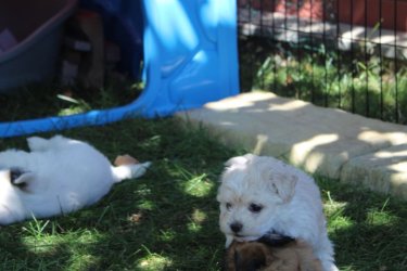 Bichon Havanese kislányok gazdit keresnek. A kiskutyák fajtatiszta Havanese szülők kölykei, első oltást megkapták, parazitamentesek, eü. kiskönyvvel rendelkeznek. Részletekért hívjon telefonon.