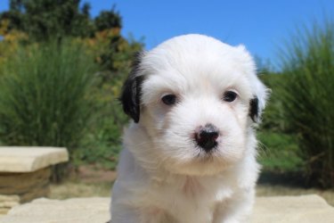 Bichon Havanese kislányok gazdit keresnek. A kiskutyák fajtatiszta Havanese szülők kölykei, első oltást megkapták, parazitamentesek, eü. kiskönyvvel rendelkeznek. Részletekért hívjon telefonon.