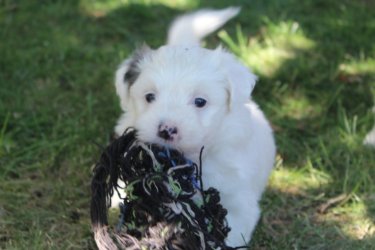 Bichon Havanese kislányok gazdit keresnek. A kiskutyák fajtatiszta Havanese szülők kölykei, első oltást megkapták, parazitamentesek, eü. kiskönyvvel rendelkeznek. Részletekért hívjon telefonon.