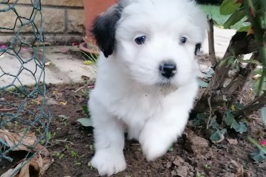 Bichon Havanese kislányok gazdit keresnek. A kiskutyák fajtatiszta Havanese szülők kölykei, első oltást megkapták, parazitamentesek, eü. kiskönyvvel rendelkeznek. Részletekért hívjon telefonon.