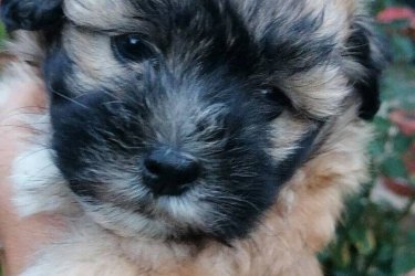 Bichon Havanese kislányok gazdit keresnek. A kiskutyák fajtatiszta Havanese szülők kölykei, első oltást megkapták, parazitamentesek, eü. kiskönyvvel rendelkeznek. Részletekért hívjon telefonon.