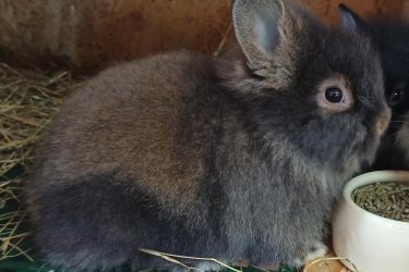 Hévízgyörkön eladó oroszlánfejű törpe nyuszik. A képek nem adjàk vissza a nyuszik szépségét. Az àtszoktatàshoz ajàndékba adjuk a megszokott magas minőségű tàpjukat. 