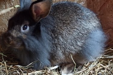 Hévízgyörkön eladó oroszlánfejű nőstény nyuszi. A kép nem adja vissza a nyuszi szépségét. Az àtszoktatàshoz ajàndékba adjuk a megszokott magas minőségű tàpjàt. 