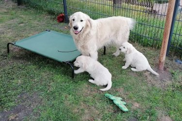 Golden retriever kölykök

Fajtatiszta Golden Retriever párunknak, Lotta és Balunak vannak kölykei, akik már új családjukba költözhetnek. Többször oltottak, féregtelenítettek, írásos állatorvosi igazolással rendelkeznek. A kis gazfickók szeretettel nőttek fel a családi házban, más macskákkal és kutyákkal, és már többnyire házi nevelésben részesültek.
Minden kölyökkutya megkapja a kezdőkészletét a szokásos étellel, a kedvenc játékaival és a bújós takarójával.

Mivel fontosnak tartjuk az egészséges tenyésztést, mindkét szülő csípőjének és könyökének röntgenvizsgálata (HD és ED mentes) is megtekinthető.
Megtekintése bármikor lehetséges. (carlamorissonx@gmail.com)