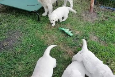 Golden retriever kölykök

Fajtatiszta Golden Retriever párunknak, Lotta és Balunak vannak kölykei, akik már új családjukba költözhetnek. Többször oltottak, féregtelenítettek, írásos állatorvosi igazolással rendelkeznek. A kis gazfickók szeretettel nőttek fel a családi házban, más macskákkal és kutyákkal, és már többnyire házi nevelésben részesültek.
Minden kölyökkutya megkapja a kezdőkészletét a szokásos étellel, a kedvenc játékaival és a bújós takarójával.

Mivel fontosnak tartjuk az egészséges tenyésztést, mindkét szülő csípőjének és könyökének röntgenvizsgálata (HD és ED mentes) is megtekinthető.
Megtekintése bármikor lehetséges. (carlamorissonx@gmail.com)