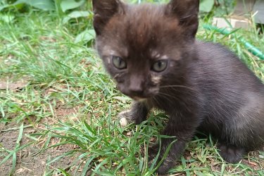 A képeken látható 2 és fél hónapos cicák keresik szerető gazdijukat, ingyen elvihetők.Telefonos egyeztetés esetén házhoz szállítjuk .
3 vörös fiú, kettő fekete lány.