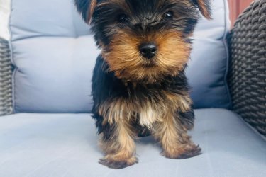 2 kislány és 2 fiú Yorkshire terrier keresi új otthonát.
Július 29.-én születtek. Megkapták az első oltásukat.
Szülők a helyszínen megtekinthetőek. Önállóan esznek. Azonnal vihetőek. Kézhez vannak szoktatva és nagyon barátságosak.
Az ár alkuképes.