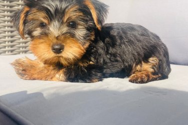 2 kislány és 2 fiú Yorkshire terrier keresi új otthonát.
Július 29.-én születtek. Megkapták az első oltásukat.
Szülők a helyszínen megtekinthetőek. Önállóan esznek. Azonnal vihetőek. Kézhez vannak szoktatva és nagyon barátságosak.
Az ár alkuképes.