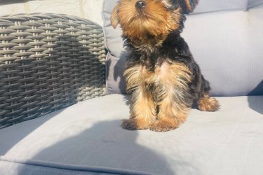 2 kislány és 2 fiú Yorkshire terrier keresi új otthonát.
Július 29.-én születtek. Megkapták az első oltásukat.
Szülők a helyszínen megtekinthetőek. Önállóan esznek. Azonnal vihetőek. Kézhez vannak szoktatva és nagyon barátságosak.
Az ár alkuképes.