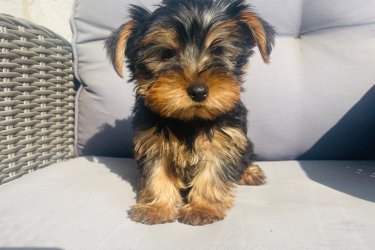 2 kislány és 2 fiú Yorkshire terrier keresi új otthonát.
Július 29.-én születtek. Megkapták az első oltásukat.
Szülők a helyszínen megtekinthetőek. Önállóan esznek. Azonnal vihetőek. Kézhez vannak szoktatva és nagyon barátságosak.
Az ár alkuképes.