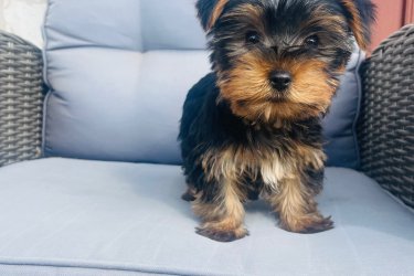 2 kislány és 2 fiú Yorkshire terrier keresi új otthonát.
Július 29.-én születtek. Megkapták az első oltásukat.
Szülők a helyszínen megtekinthetőek. Önállóan esznek. Azonnal vihetőek. Kézhez vannak szoktatva és nagyon barátságosak.
Az ár alkuképes.