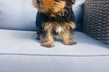 2 kislány és 2 fiú Yorkshire terrier keresi új otthonát.
Július 29.-én születtek. Megkapták az első oltásukat.
Szülők a helyszínen megtekinthetőek. Önállóan esznek. Azonnal vihetőek. Kézhez vannak szoktatva és nagyon barátságosak.
Az ár alkuképes.