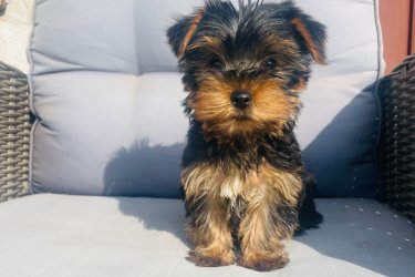 2 kislány és 2 fiú Yorkshire terrier keresi új otthonát.
Július 29.-én születtek. Megkapták az első oltásukat.
Szülők a helyszínen megtekinthetőek. Önállóan esznek. Azonnal vihetőek. Kézhez vannak szoktatva és nagyon barátságosak.
Az ár alkuképes.