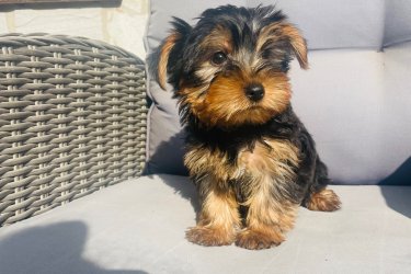 2 kislány és 2 fiú Yorkshire terrier keresi új otthonát.
Július 29.-én születtek. Megkapták az első oltásukat.
Szülők a helyszínen megtekinthetőek. Önállóan esznek. Azonnal vihetőek. Kézhez vannak szoktatva és nagyon barátságosak.
Az ár alkuképes.