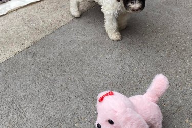 Lagotto Romagnolo kiskutyák elvihető  !!!