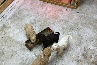 Lagotto Romagnolo 