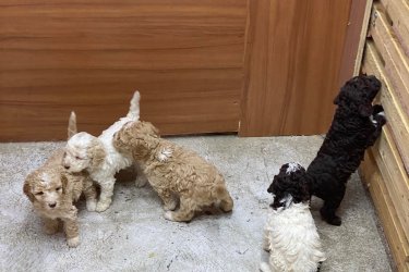 Lagotto Romagnolo kiskutyák elvihető  !!!