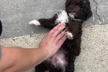 Lagotto Romagnolo kiskutyák elvihető  !!!