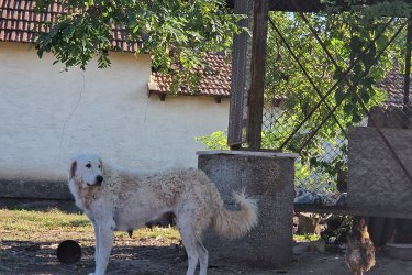 6 kuvasz kiskutya eladó Sarudon