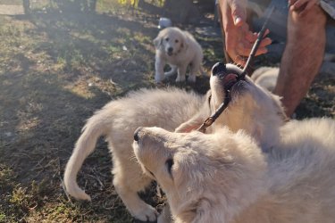 Eladó 6 baromfik között nevelkedő kiskuvasz Sarudon.
A kutyusok július 27.-én születtek.
További információ telefonon.