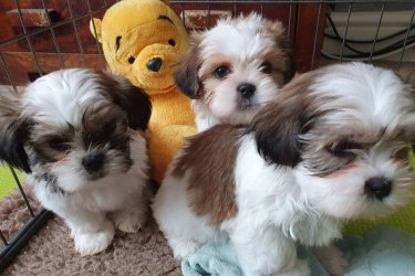 Shih Tzu kölykök
Imádnivaló kan Shih Tzu kölykök kaphatók!
Örömmel ajánljuk hím kölykeinket szerető otthonokba. A kölykök gondosan nevelkedtek, és számos előnnyel járnak, amelyek biztosítják jólétüket és az Ön nyugalmát.