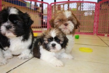 Shih Tzu kölykök
Imádnivaló kan Shih Tzu kölykök kaphatók!
Örömmel ajánljuk hím kölykeinket szerető otthonokba. A kölykök gondosan nevelkedtek, és számos előnnyel járnak, amelyek biztosítják jólétüket és az Ön nyugalmát.